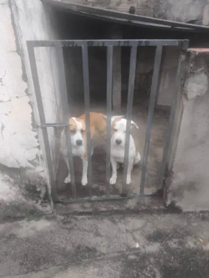 Cachorro raça Pit-Bull idade 2 anos nome THOR