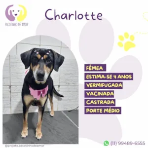 Cachorro raça SRD-ViraLata idade 4 anos nome Charlotte