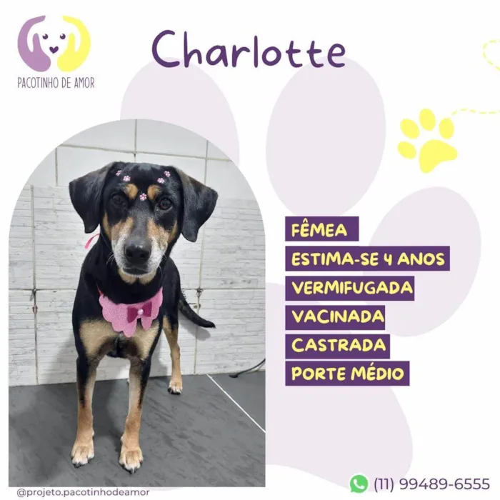 Cachorro ra a SRD-ViraLata idade 4 anos nome Charlotte