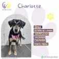 Charlotte