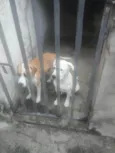 Thor e Huquison