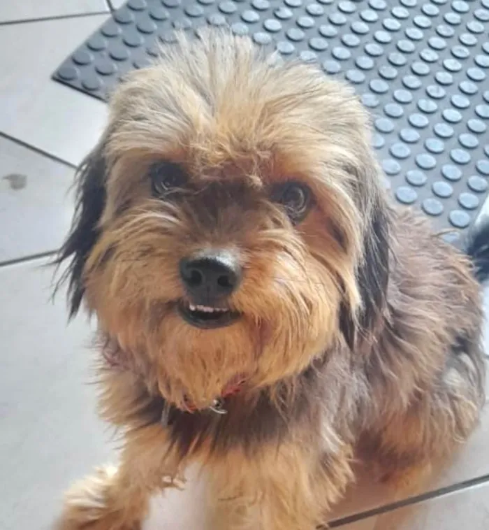 Cachorro ra a Yorkshire idade 7 a 11 meses nome Luke 