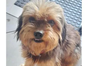 Cachorro raça Yorkshire idade 7 a 11 meses nome Luke 