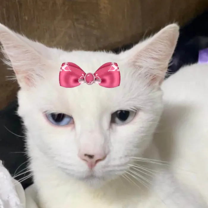Gato ra a SRD-ViraLata idade 1 ano nome Cristal 