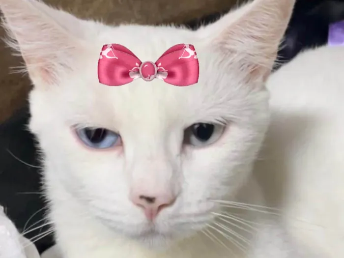 Gato ra a SRD-ViraLata idade 1 ano nome Cristal 