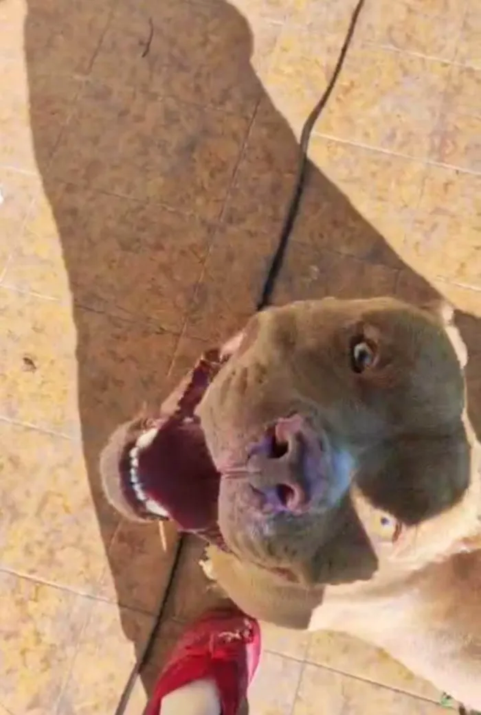 Cachorro ra a Pit-Bull idade 3 anos nome raduck