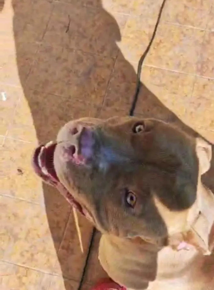 Cachorro ra a Pit-Bull idade 3 anos nome raduck