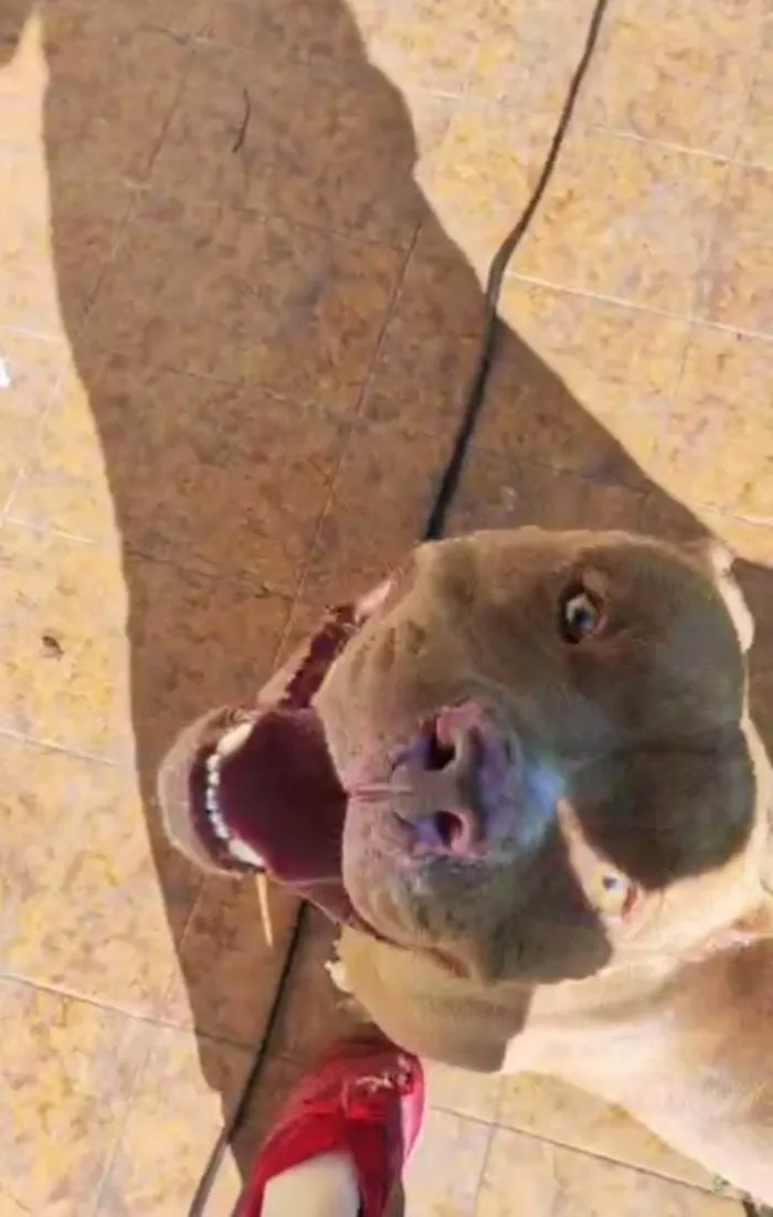 Cachorro ra a Pit-Bull idade 3 anos nome raduck