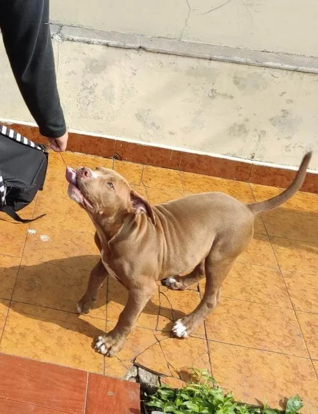 Cachorro ra a Pit-Bull idade 3 anos nome raduck