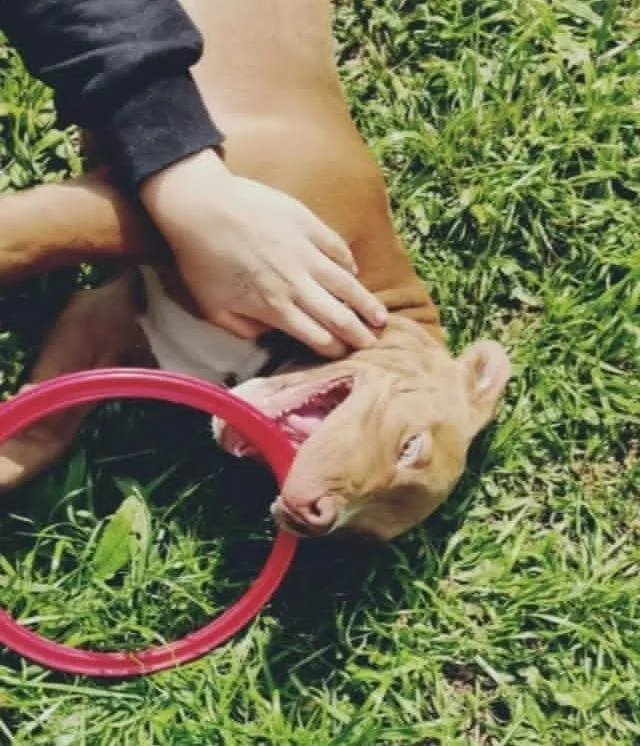 Cachorro ra a Pit-Bull idade 3 anos nome raduck