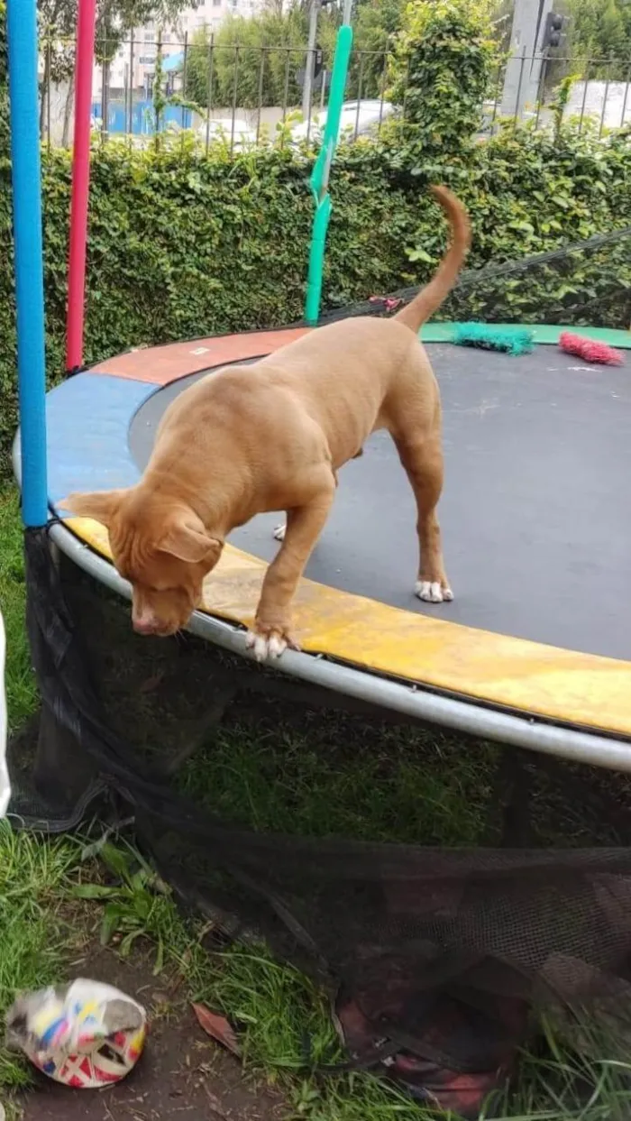 Cachorro ra a Pit-Bull idade 3 anos nome raduck