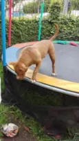 raduck