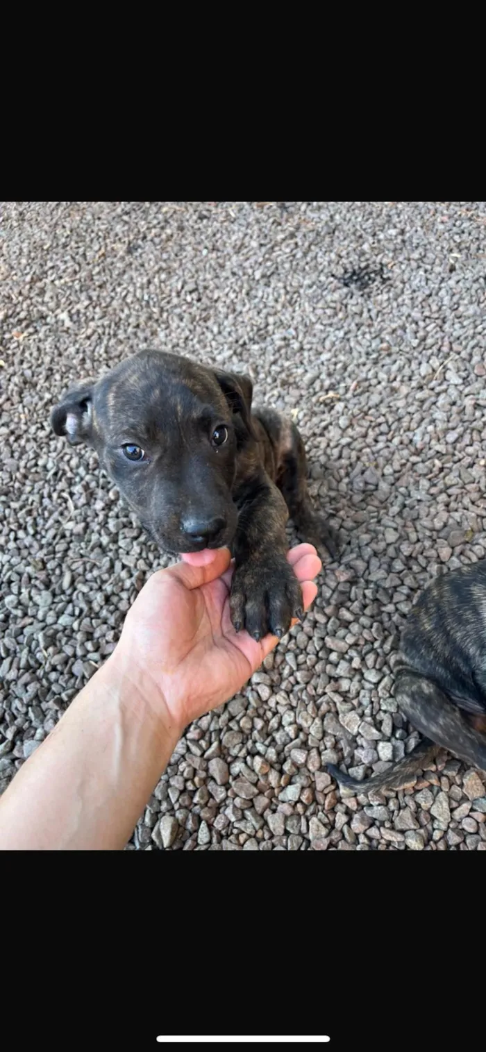 Cachorro ra a SRD-ViraLata idade 2 a 6 meses nome Doação do Rajadinho