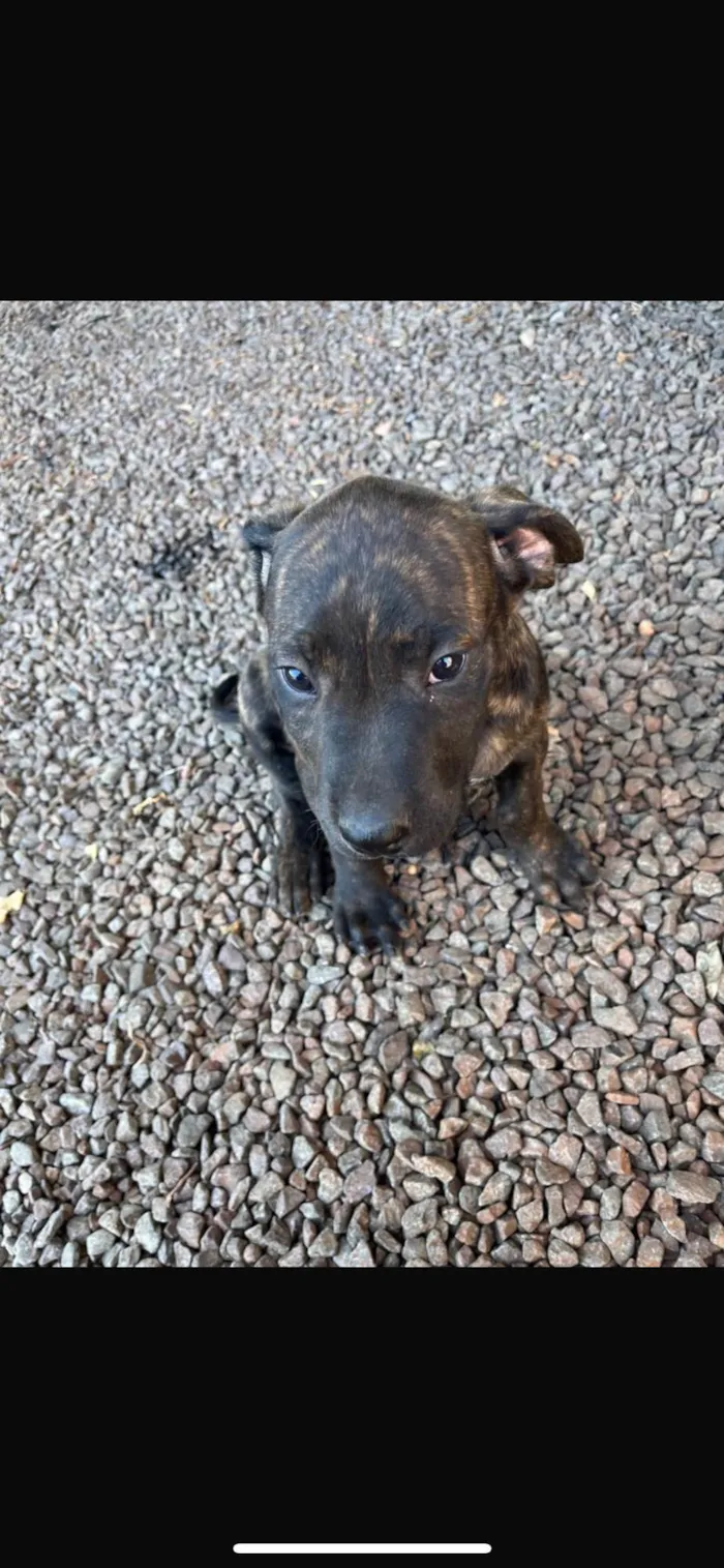 Cachorro ra a SRD-ViraLata idade 2 a 6 meses nome Doação do Rajadinho