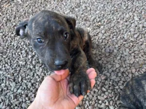 Cachorro raça SRD-ViraLata idade 2 a 6 meses nome Doação do Rajadinho