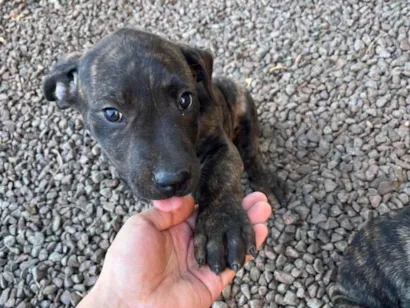 Cachorro raça SRD-ViraLata idade 2 a 6 meses nome Doação do Rajadinho