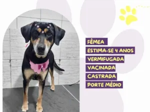 Cachorro raça SRD-ViraLata idade 4 anos nome Charlotte