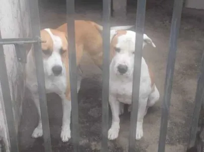 Cachorro raça Pit-Bull idade 2 anos nome Thor e Huquison