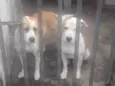 Thor e Huquison