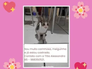 Gato raça SRD-ViraLata idade 2 anos nome Lili