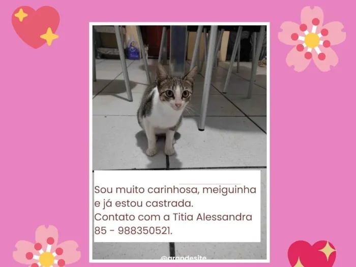 Gato ra a SRD-ViraLata idade 2 anos nome Lili