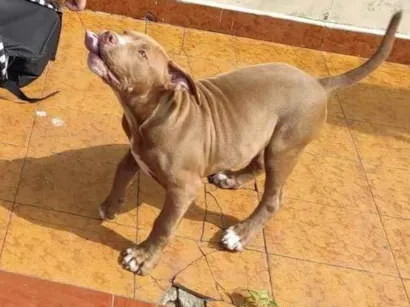 Cachorro raça Pit-Bull idade 3 anos nome raduck