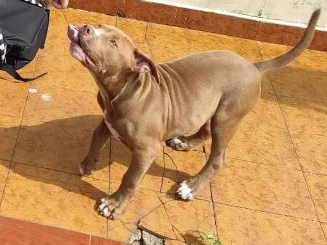 Cachorro ra a Pit-Bull idade 3 anos nome raduck