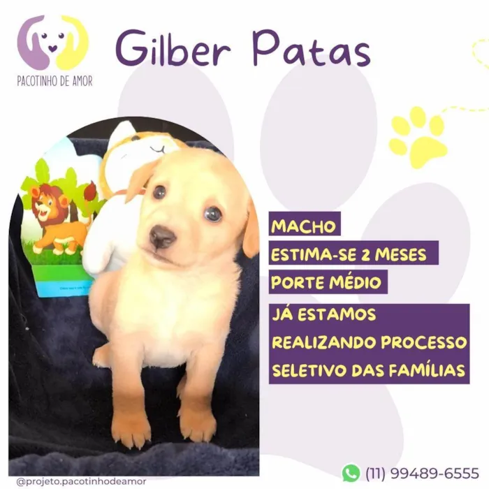 Cachorro ra a SRD-ViraLata idade Abaixo de 2 meses nome Gilber Patas 