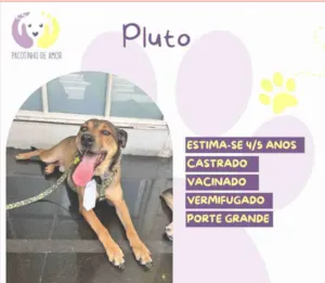 Cachorro raça SRD-ViraLata idade 4 anos nome Pluto