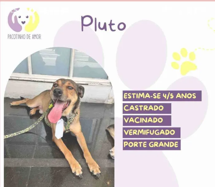 Cachorro ra a SRD-ViraLata idade 4 anos nome Pluto