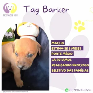 Cachorro raça SRD-ViraLata idade Abaixo de 2 meses nome Tag Barker 