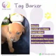 Tag Barker