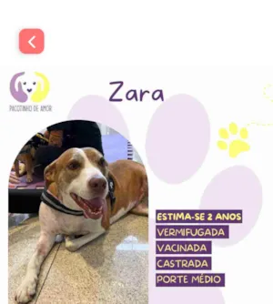 Cachorro raça SRD-ViraLata idade 2 anos nome Zara