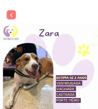 Cachorro raça SRD-ViraLata idade 2 anos nome Zara