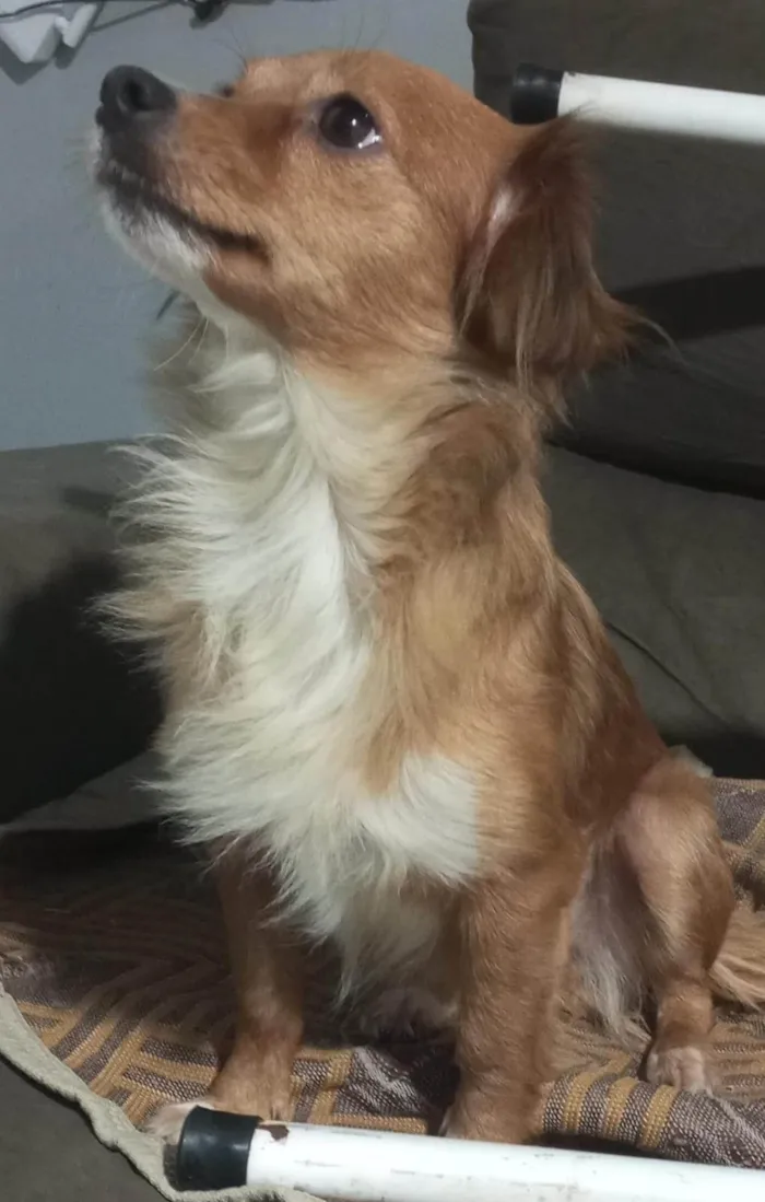 Cachorro ra a SRD-ViraLata idade 2 anos nome Mel