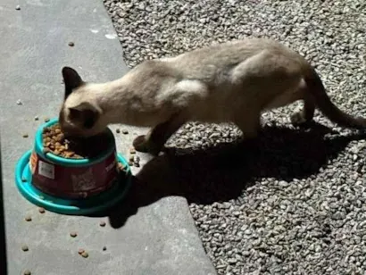 Gato raça Siamês idade 1 ano nome Não tem nome