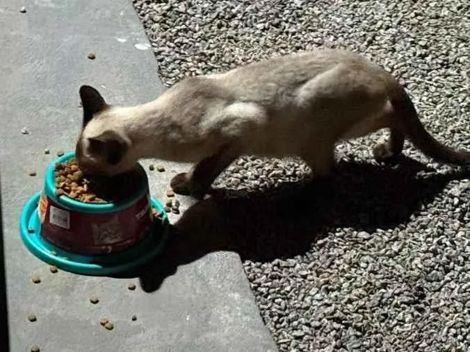 Gato ra a Siamês idade 1 ano nome Não tem nome