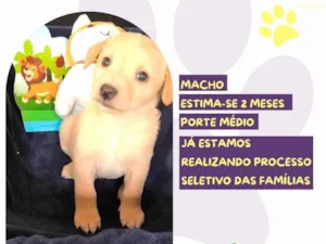 Cachorro raça SRD-ViraLata idade Abaixo de 2 meses nome Gilber Patas 