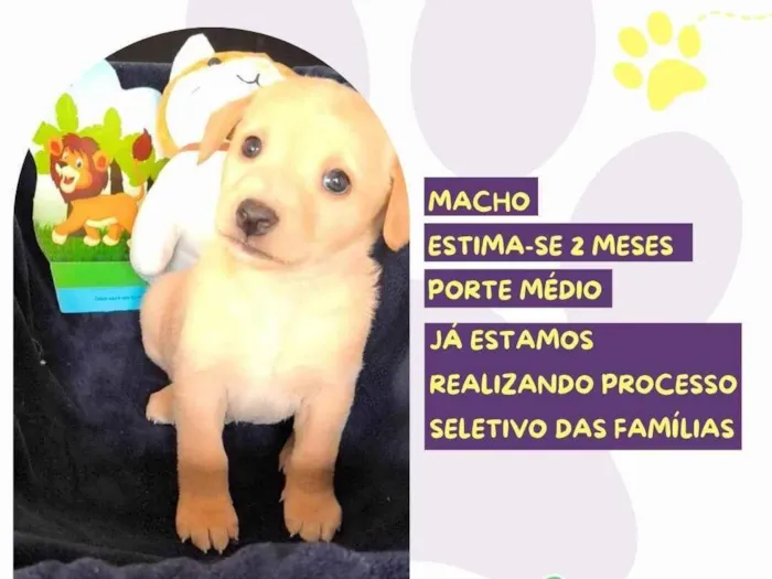 Cachorro ra a SRD-ViraLata idade Abaixo de 2 meses nome Gilber Patas 
