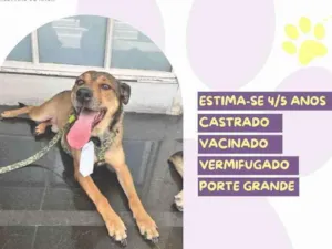 Cachorro raça SRD-ViraLata idade 4 anos nome Pluto