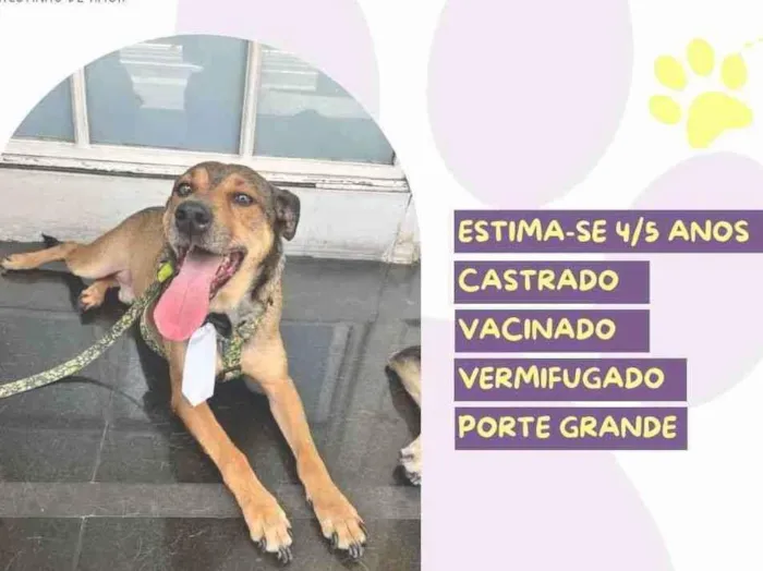 Cachorro ra a SRD-ViraLata idade 4 anos nome Pluto