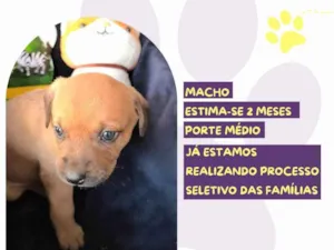 Cachorro raça SRD-ViraLata idade Abaixo de 2 meses nome Tag Barker 