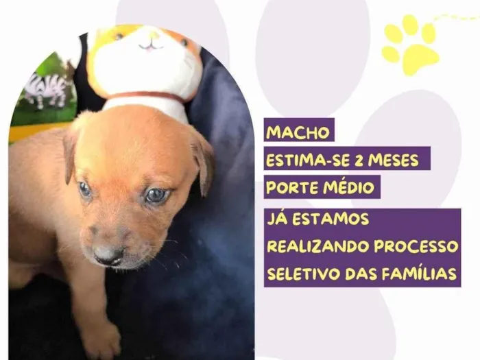 Cachorro ra a SRD-ViraLata idade Abaixo de 2 meses nome Tag Barker 