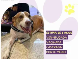 Cachorro raça SRD-ViraLata idade 2 anos nome Zara