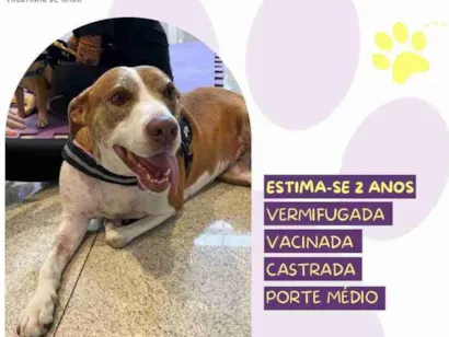 Cachorro raça SRD-ViraLata idade 2 anos nome Zara