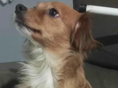 Cachorro raça SRD-ViraLata idade 2 anos nome Mel