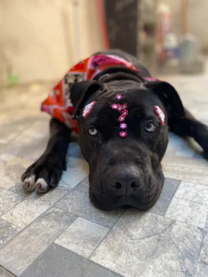 Cachorro raça SRD-ViraLata idade 2 anos nome Bonnie