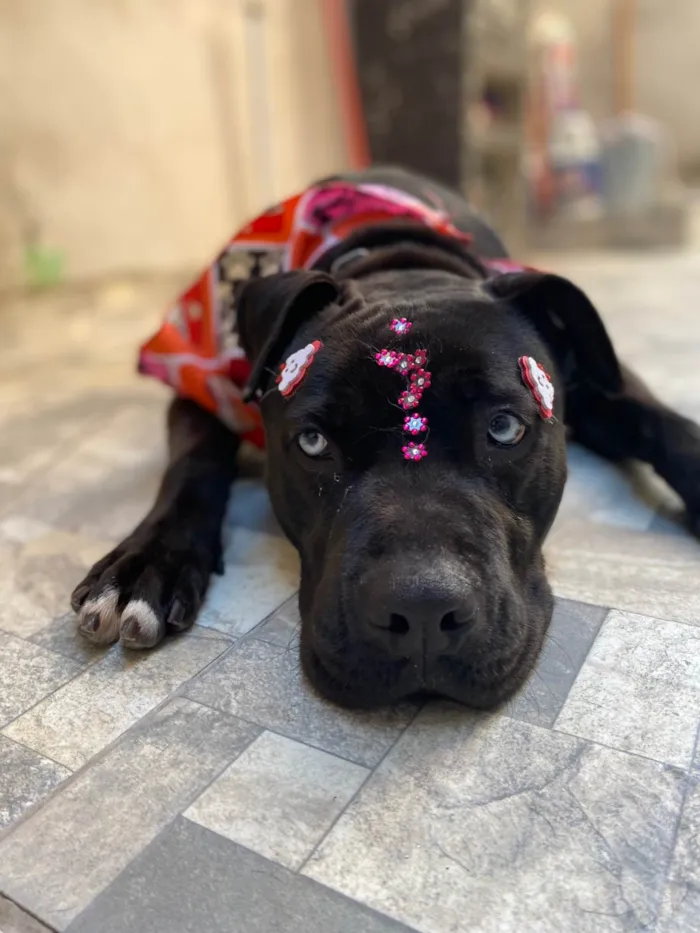 Cachorro ra a SRD-ViraLata idade 2 anos nome Bonnie