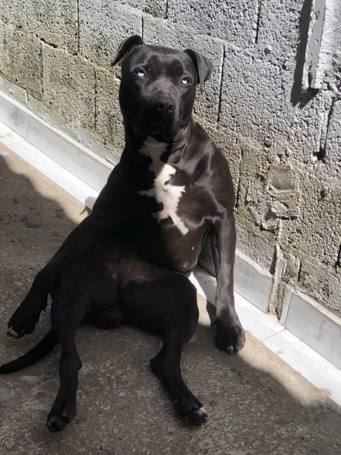 Cachorro ra a SRD-ViraLata idade 2 anos nome Bonnie