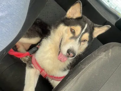 Cachorro raça Husky Siberiano idade 5 anos nome Luke